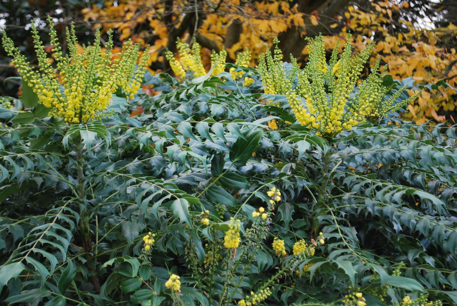 Mahonia media ‘Winter Sun’